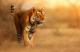 Wycieczka Indie Złoty Trójkąt z tygrysem 2024