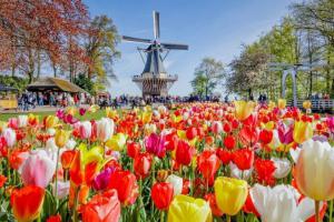Wycieczka Amsterdam i festiwal tulipanów 2022