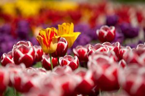 Amsterdam i festiwal tulipanów