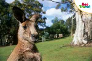 Wycieczka Australia Nowa Zelandia 2018