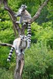 Madagaskar - Wyspa Lemurów i Baobabów