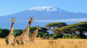 Obóz Kenia Safari Camp 2026 Wylot z Warszawy