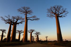 Wycieczka na Madagaskar - Wyspa Lemurów i Baobabów 2022 - 16 Dni