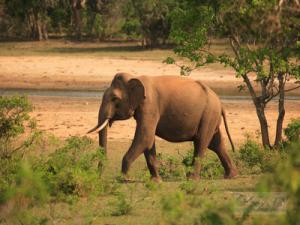 Wycieczka Sri Lanka z wypoczynkiem na Malediwach