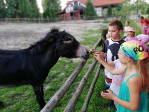 Obóz Miłośników Zwierząt na Kaszubach Kolano 2020