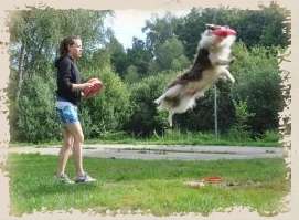 OBÓZ DOGFRISBEE