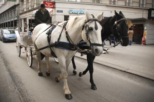 Sylwester Wiedeń Z Noclegiem W Bratysławie Bb