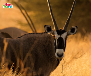 Wycieczka Namibia Botswana Zimbabwe - Szlak przyrodniczych osobliwości