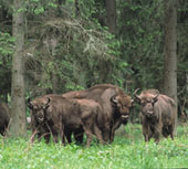 Boże Narodzenie w Białowieży