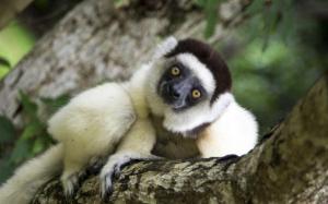 Wycieczka Madagaskar w krainie lemurów 2020