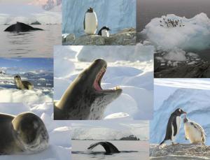 Antarktyda - Ekspedycja 2013