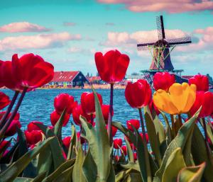 Wycieczka do Amsterdamu + Parada Kwiatów BB 2021