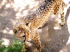 Zambia - Malawi 2015