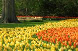 Wycieczka do Ogrodów Keukenhof + Amsterdam 3 dni