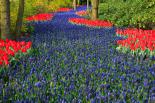 Wycieczka do Ogrodów Keukenhof + Amsterdam 3 dni