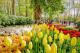 Wycieczka Objazdowa Amsterdam i Tulipany z Noclegiem 2023