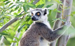 Wycieczka Madagaskar wyspa lemurów i baobabów 2019