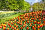 Wycieczka Objazdowa Amsterdam i Tulipany z Noclegiem 2024
