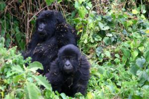 Wyprawa - Burundi - Ruanda - Uganda 2013