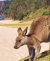 Australia i Nowa Zelandia