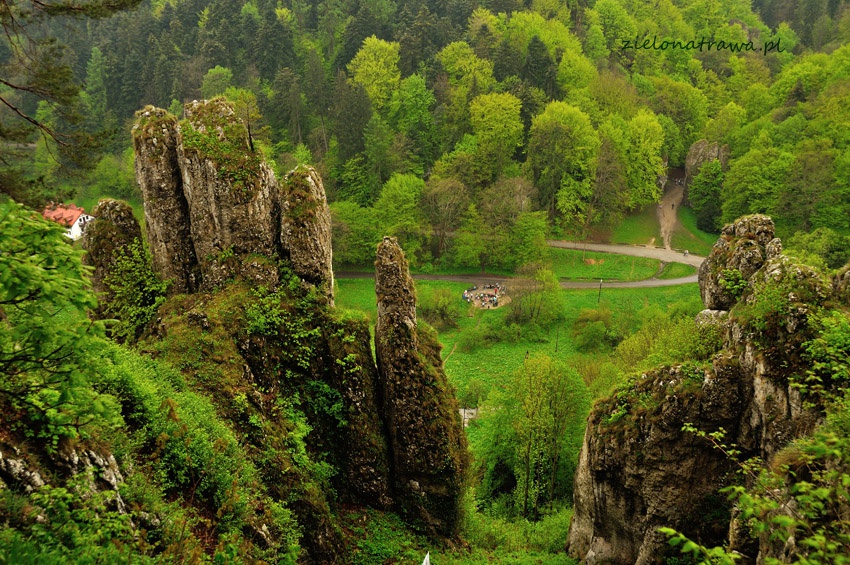 Rękawica