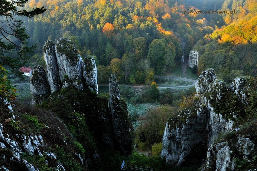 Rękawica