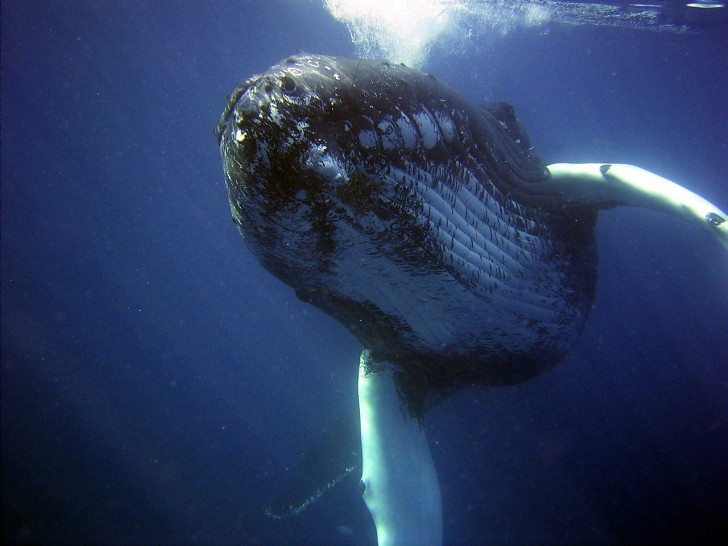 Podglądanie Wielorybów w Kalifornii - Rejs Nilem - 10 powodów by podróżować w grudniu