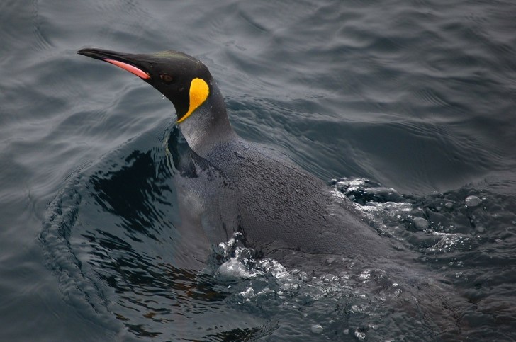 Pingwiny Cesarskie na Antarktydzie - 10 powodów by podróżować w grudniu