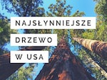 Najsłynniejsze drzewo w USA