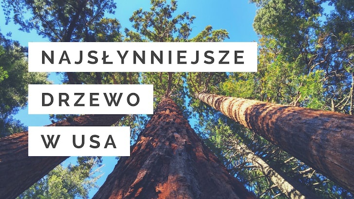Najsłynniejsze drzewo w USA